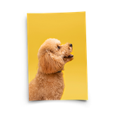 Foto plagát