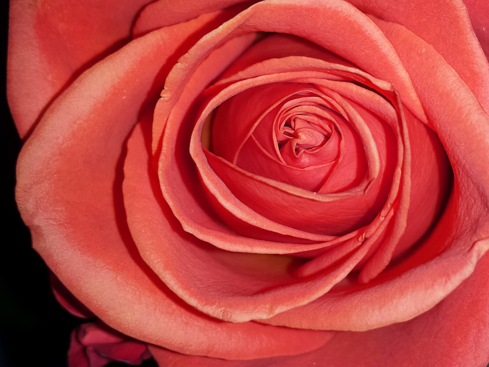 Detailný záber na kvet ruže.